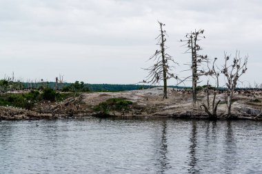 Göl kenarındaki ölü ağaçlar