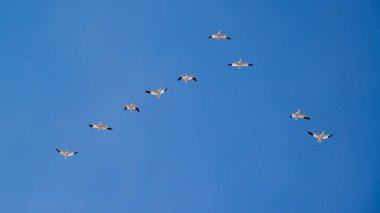 Kuşlar havada uçuyor.