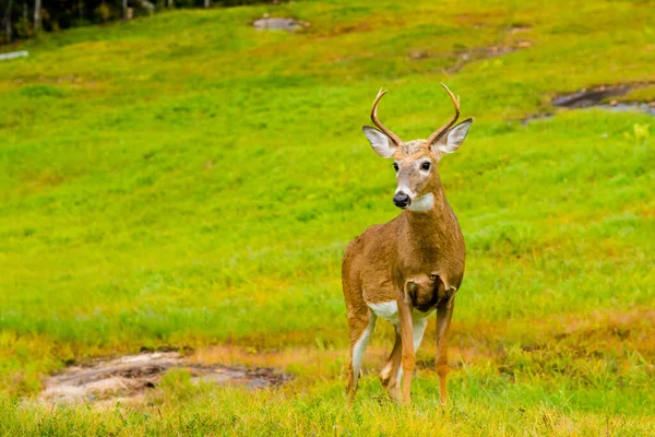 Veado Olhar Para Câmara Mont Tremblant — Fotografia de Stock