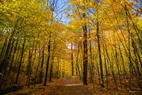 Gault Natural Reserve — 스톡 사진