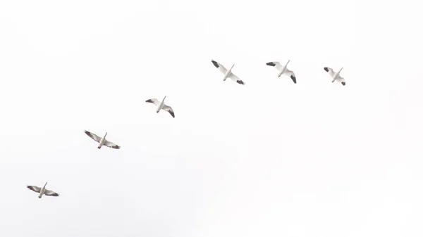 Птицы Летают Воздухе — стоковое фото