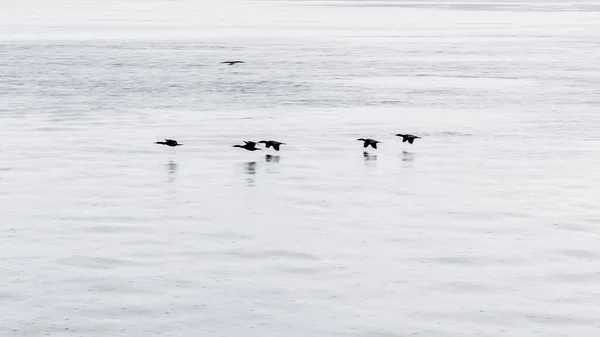 호수 위를 나는 새들 로열티 프리 스톡 사진