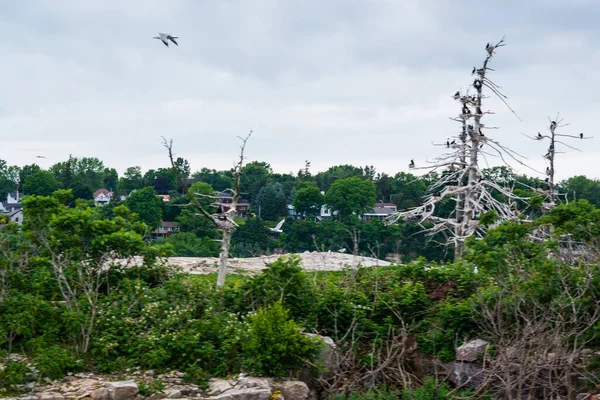 Árboles Muertos Cerca Del Lago Imagen De Stock