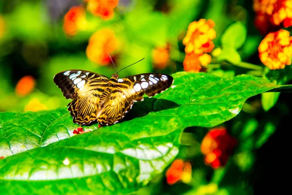 Hermosa Mariposa Sobre Planta Verde Imagen De Stock