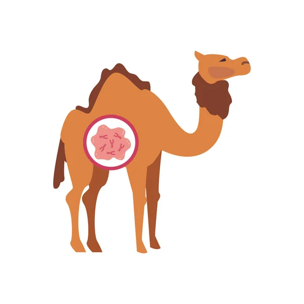 Camelo com mers covid 19 ícone de vírus, estilo plano — Vetor de Stock