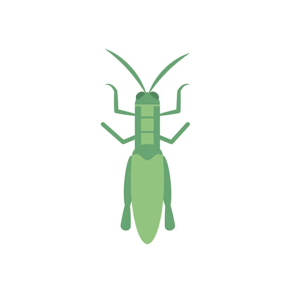 Leaf cricket insect icon, flat style — Stock Vector