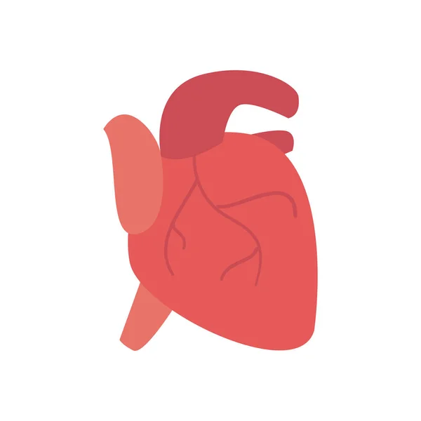 Heart organ flat style icon vector design — Stock Vector