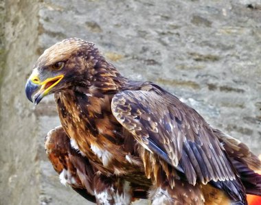 Yakından Dişi Kartal