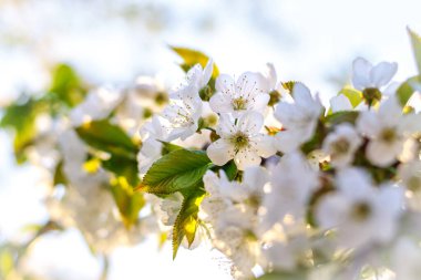  Bir dalda taç yaprakları ve kiraz çiçeklerinin yakın çekimi