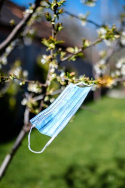 Tıbbi maske kiraz ağacına asılır ve rüzgarda sallanır.