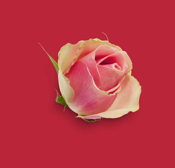 Kleine roze roos — Stockfoto