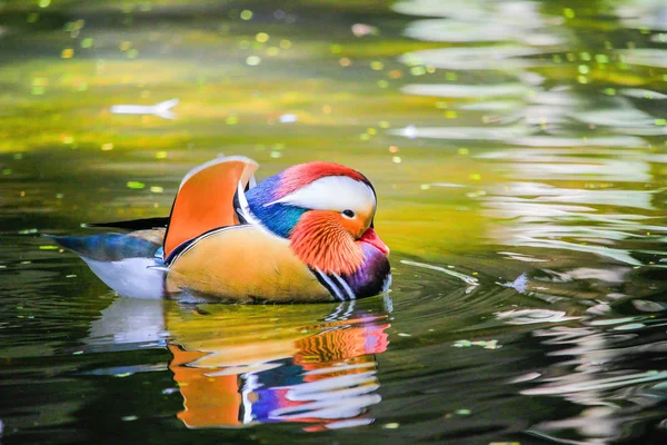 Un pato colorido en el agua —  Fotos de Stock