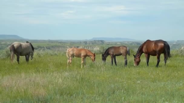 Family Horses Grazing Together National Park — Stock Video