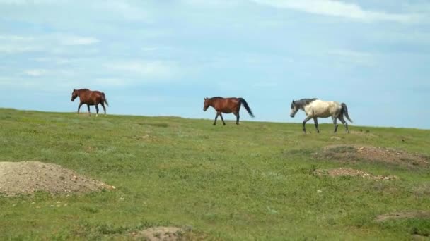 Horses Walking Plains Slow Motion — Stock Video