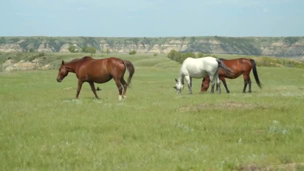 Cavalos Pastando Nas Planícies Câmera Lenta — Vídeo de Stock