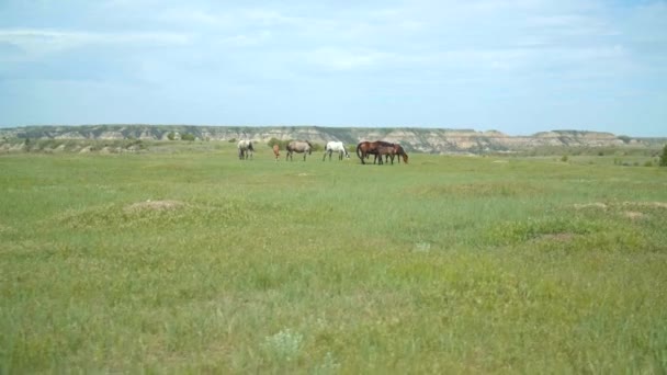 Een Familie Van Paarden Die Samen Grazen Het Nationale Park — Stockvideo