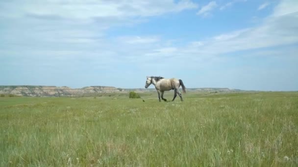 Een Eenzame Paardenbeglazing Grote Vlakten Slow Motion — Stockvideo