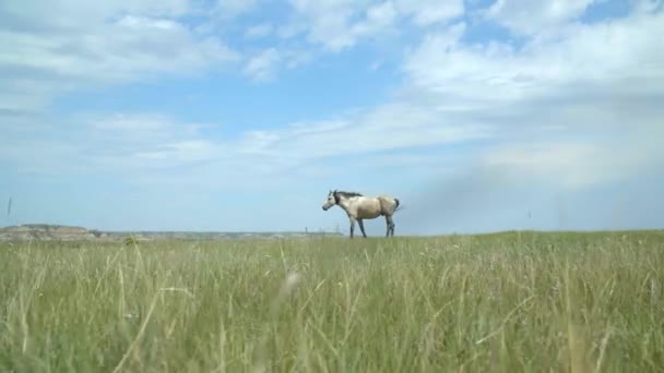 Lone Single Horse Glazing Great Plains Slow Motion — Stock Video