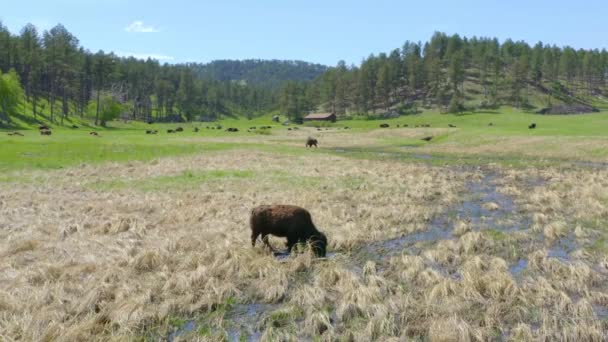 Plan Aérien Par Drone Seul Buffle Par Ruisseau — Video