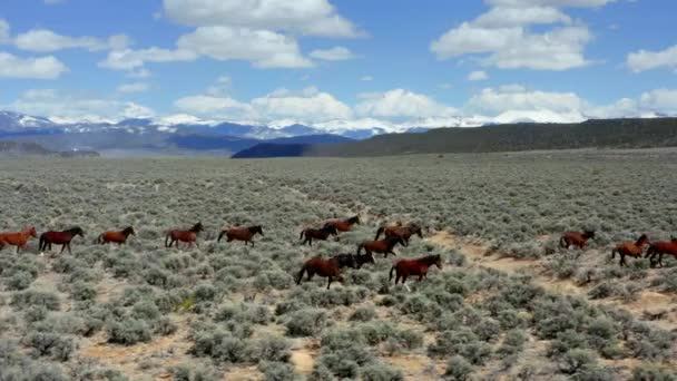 Dağlık Alanda Ağır Çekim Yapan Vahşi Atların Insansız Hava Aracı — Stok video
