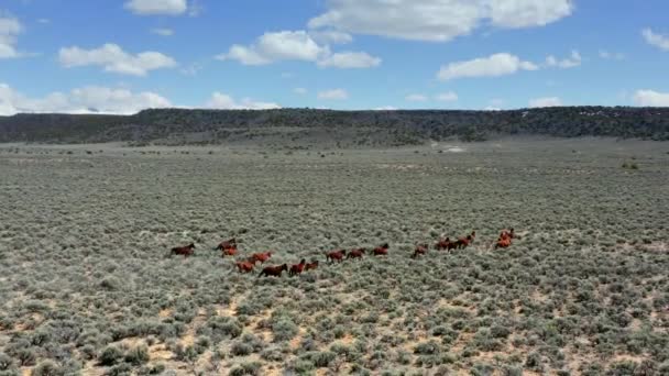 Drohnenaufnahmen Von Wildpferden Die Zeitlupe Durch Gebirgsfelder Galoppieren — Stockvideo