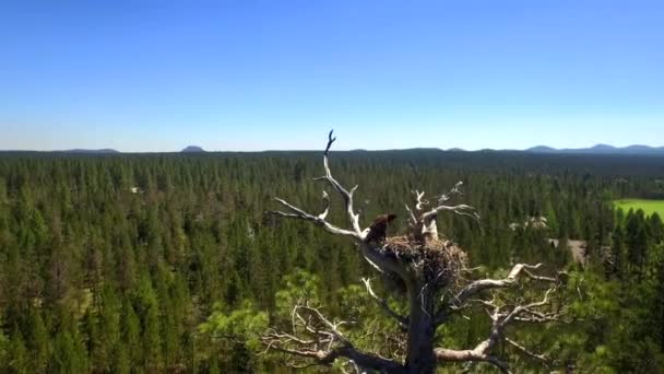 Εναέρια Άποψη Του Πτηνού Στη Φωλιά Πάνω Από Καταπράσινο Δάσος — Αρχείο Βίντεο