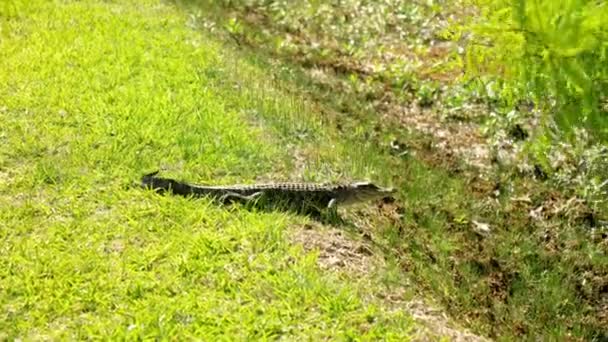 Alligator Hiding Bayou — Stock Video