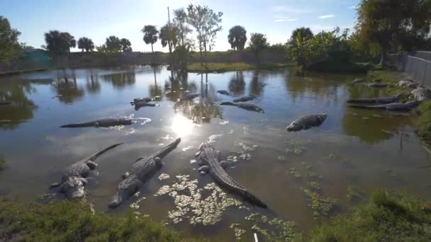 Jacarés Descansando Pântano Perto Florida Everglades — Vídeo de Stock