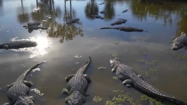 Аллигаторы Отдыхают Болоте Близко Флориды Эверглейдс — стоковое видео