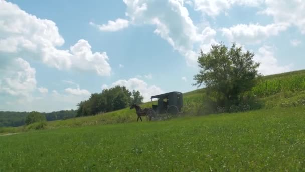 Amish Buggy Grassy Field Rural Road — Stock Video