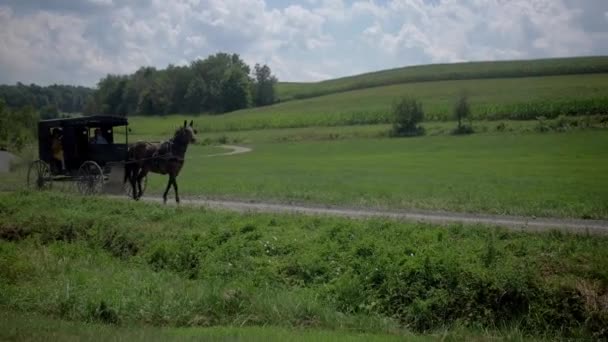 Amish Buggy Landsbygden Väg — Stockvideo