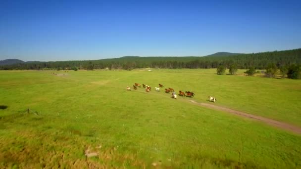 Vista Aerea Cavalli Che Corrono Campo Verde Aperto Con Bel — Video Stock