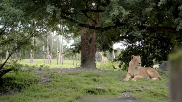 Красивый Лев Отдыхает Зоопарке Закрыть Замедленной Съемки Львица Плену — стоковое видео