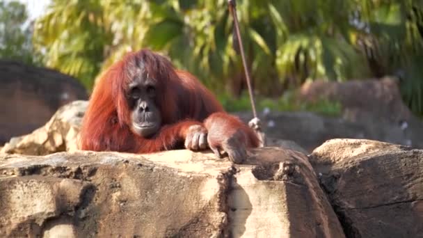 Beautiful Orangutan Lays Rock Close Monkey Ape Primate Zoo — Stock Video