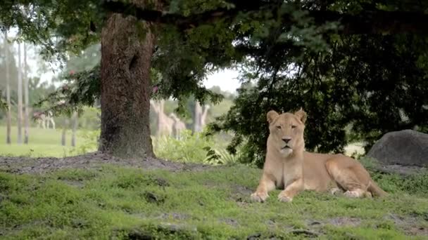 美丽的狮子在动物园休息 近距离观察慢动作的没有狮子的圈养 — 图库视频影像