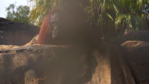 원숭이 원숭이 영장류 동물원 가까이 휴식을 취하고 아름다운 오랑우탄 — 비디오