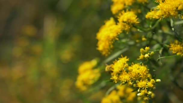 Bier Bestøver Blomsterhonningbiens Pollendyr – stockvideo