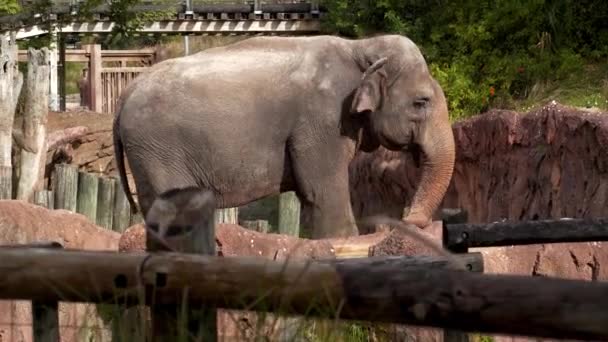 动物园里那只漂亮的大大象正慢慢地靠近它 — 图库视频影像