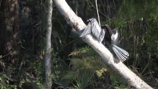 Vogel Sumpfflorida Feuchtgebiete Wildtiere Zeitlupe — Stockvideo