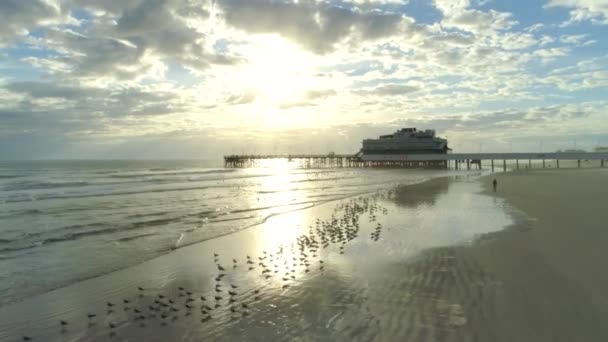 Vögel Fliegen Bei Sonnenuntergang Zeitlupe Strand — Stockvideo