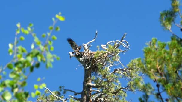 Vogel Hoog Boven Nest Boom Onder Blauwe Hemel — Stockvideo