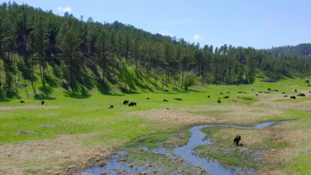 Bisons Bisons Troupeau Reposant Dans Champ Herbeux Vert Drone Aérien — Video