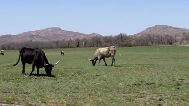 山の下の畑で放牧する雄牛 — ストック動画