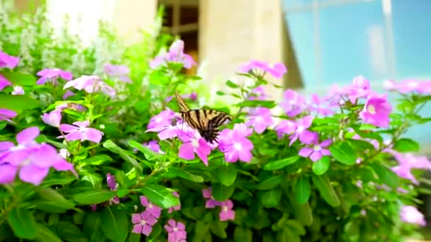 Butterflies Purple Flowers Tracking Shot — Stock Video