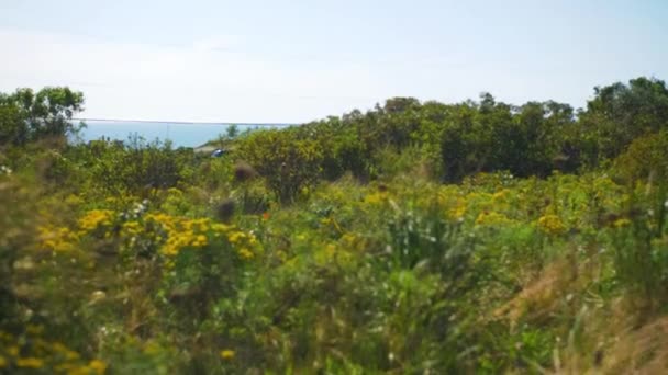 Vlinders Vliegen Rond Planten Gebladerte Nabij Oceaan — Stockvideo