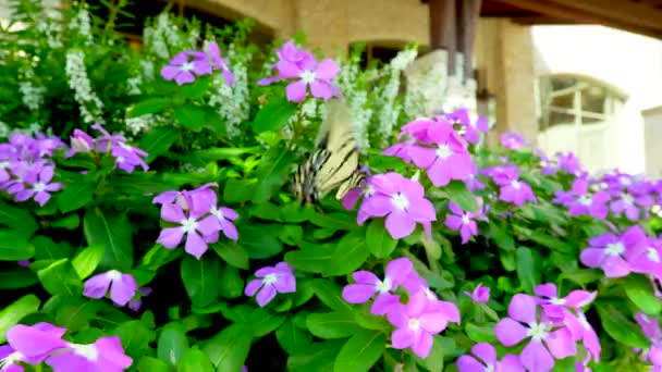 Mor Çiçeklerdeki Kelebekler Çekim Takip Ediyor — Stok video