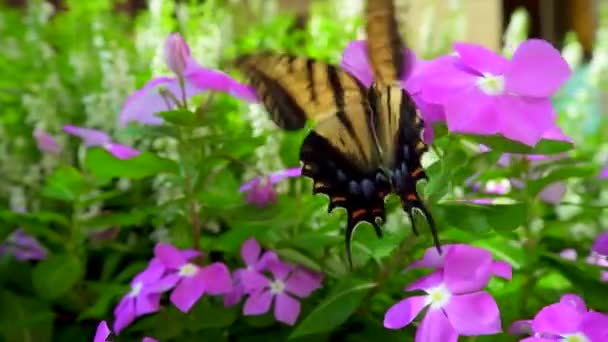 Mariposas Flores Púrpuras Seguimiento Disparo — Vídeos de Stock