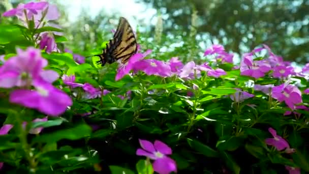紫花上的蝴蝶跟踪镜头 — 图库视频影像