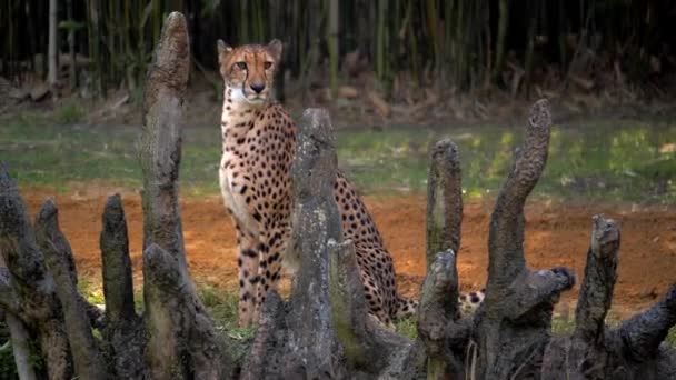 Gepard Sitzt Still Auf Der Jagd Nahaufnahme Zeitlupe — Stockvideo