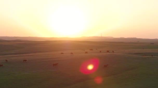 Cinematic Aerial Drone Cattle Farm Field Sunset — Stock Video